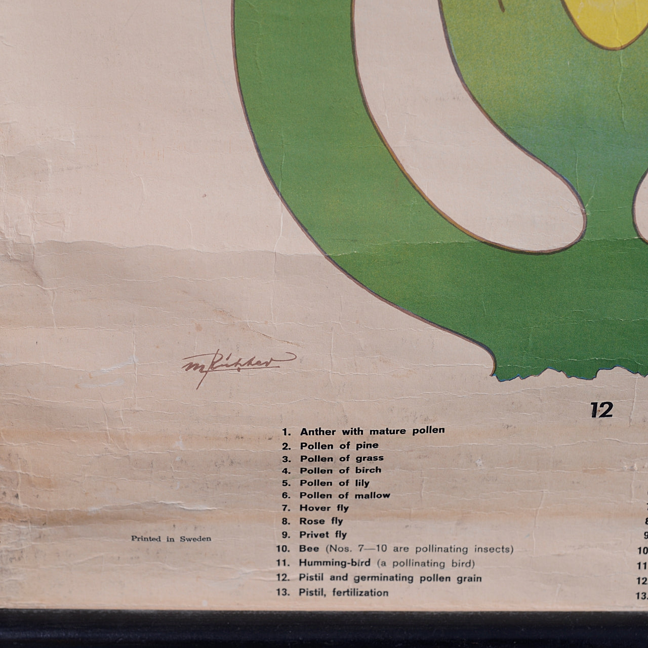 Pollination and Fertilisation Botanical Poster by M Richter - Swedish 1960’s