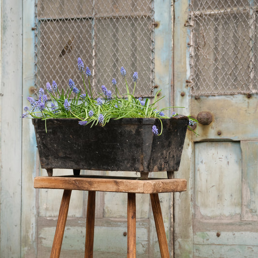 French Cast Iron Planter