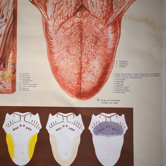 1950’s Human Skin Tongue Rollable Medical Wall Chart Poster