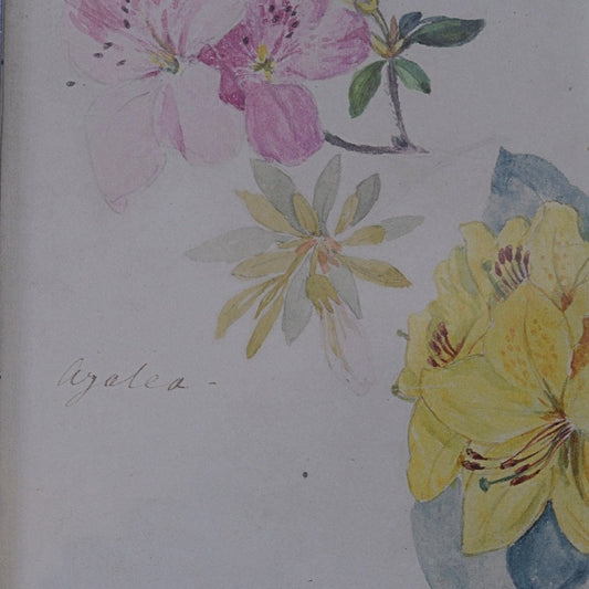 19thC Watercolour study of Rhododendrons & Azaleas