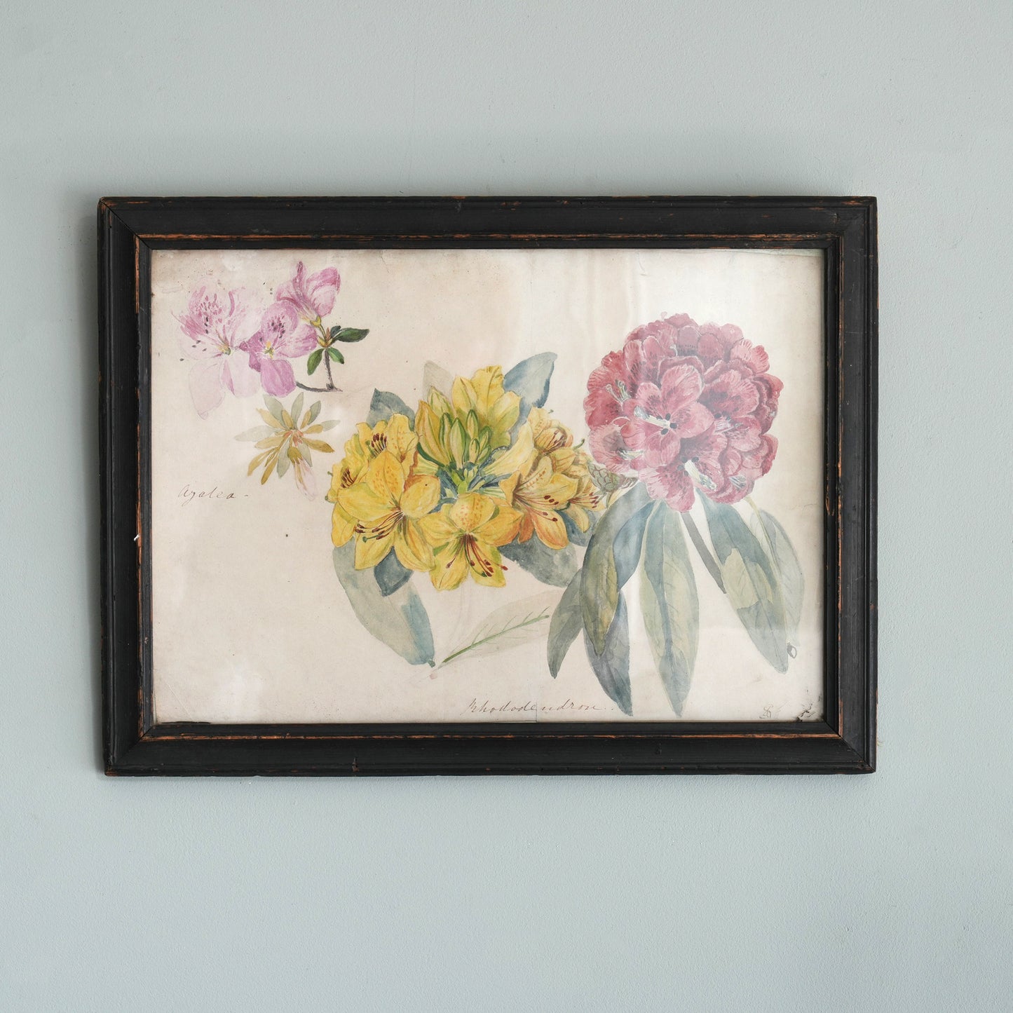 C19th Azalea Rhododendron Watercolour