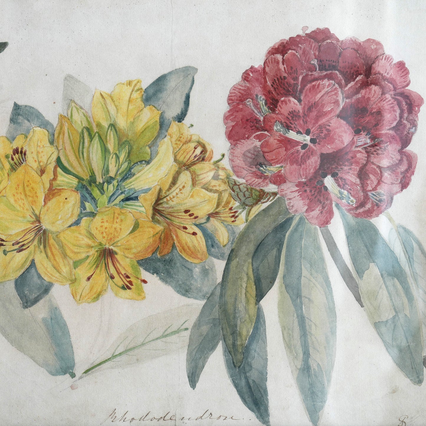 C19th Azalea Rhododendron Watercolour