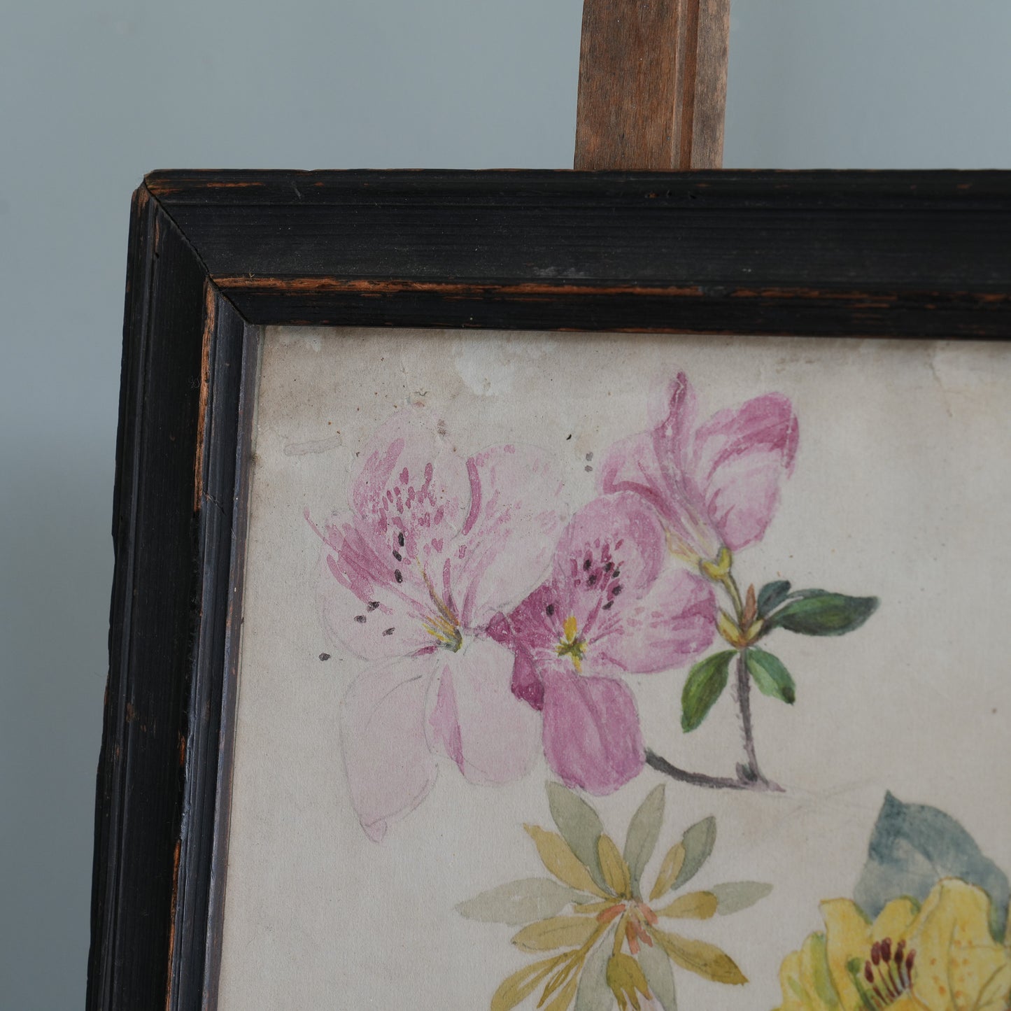 C19th Azalea Rhododendron Watercolour