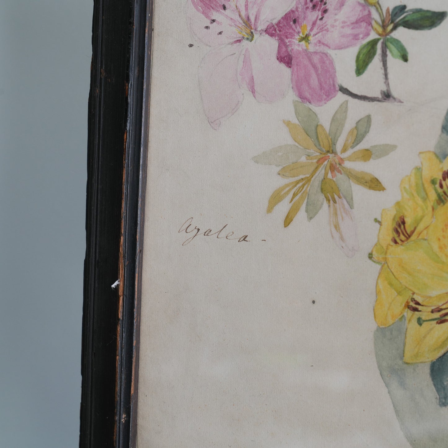 C19th Azalea Rhododendron Watercolour