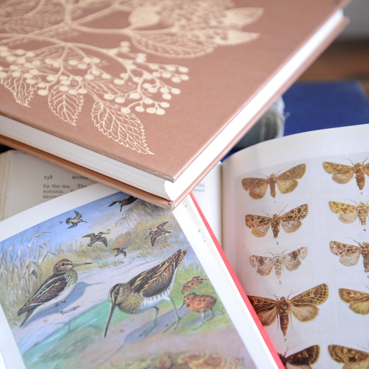Collection of Vintage Books - Birds, Flowers and Butterflies