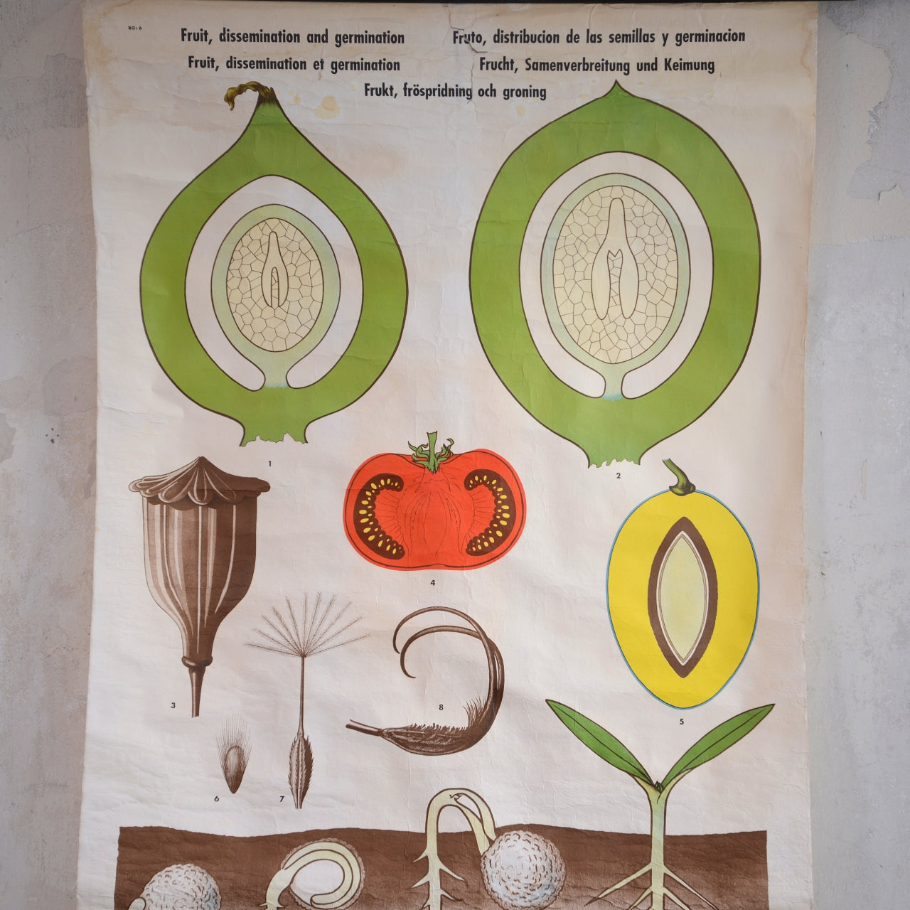 Fruit and Seed Botanical Poster by M Richter - Swedish 1960’s