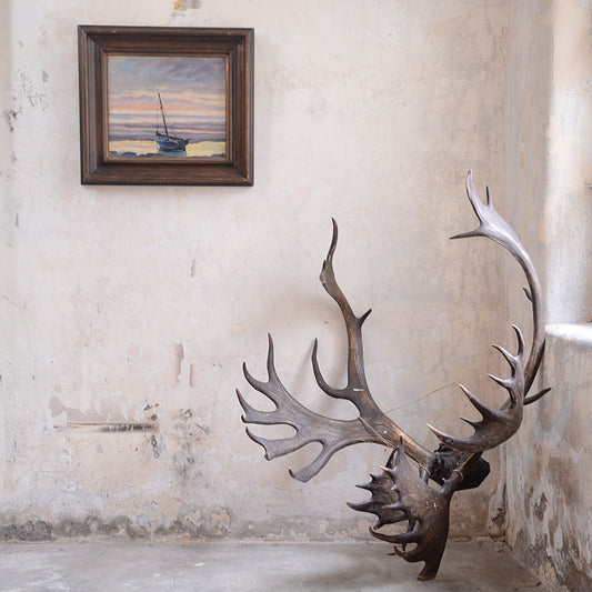 Impressive 19th Century Country House Caribou Antlers